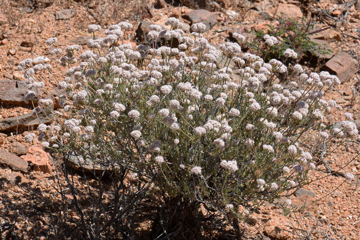 Eriogonum fasciculatum, Flat-top Buckwheat